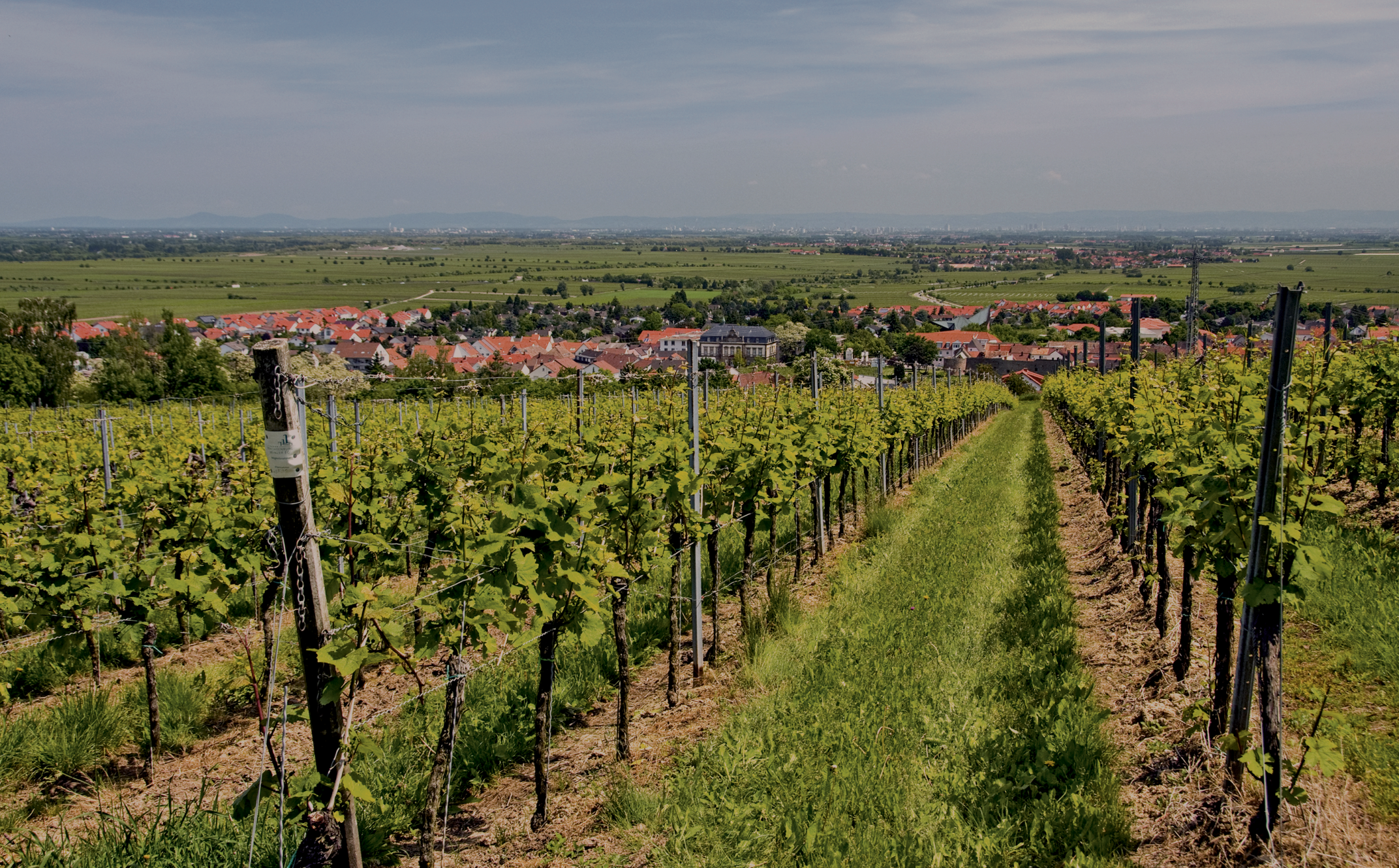 Polskie winnice<br/>pracujące na naszych maszynach Polskie winnice<br/>pracujące na naszych maszynach