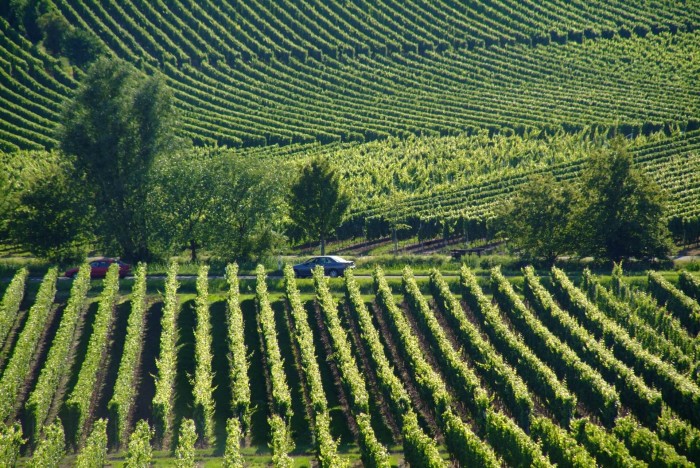 Winiarnie z naszym sprzętem Winiarnie z naszym sprzętem