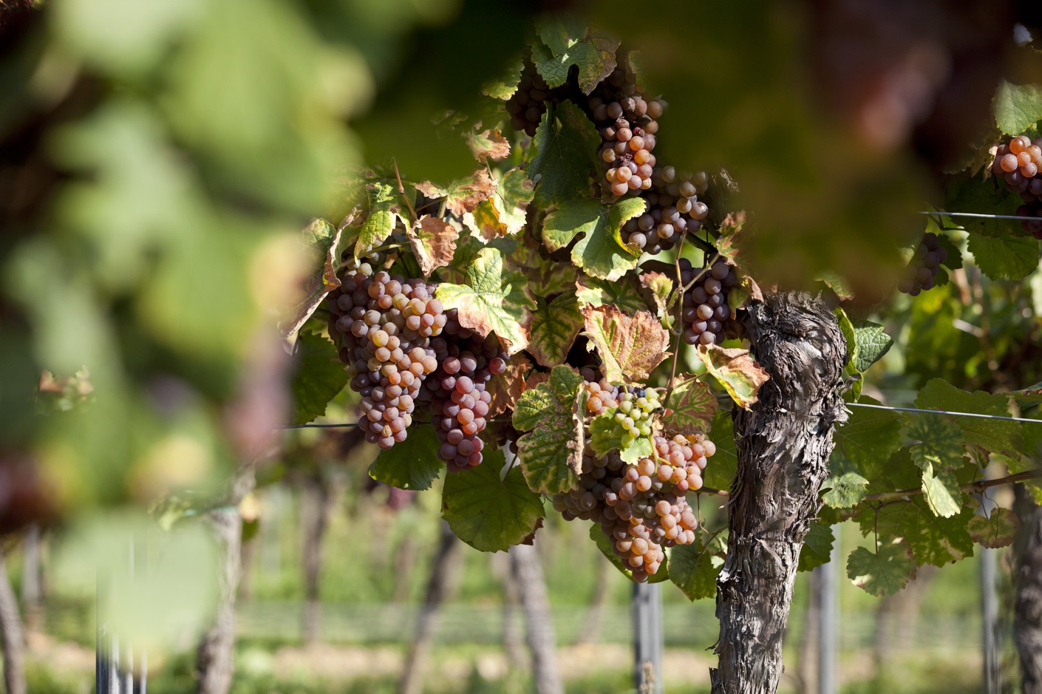 Szypułkarki do winogron Szypułkarki do winogron