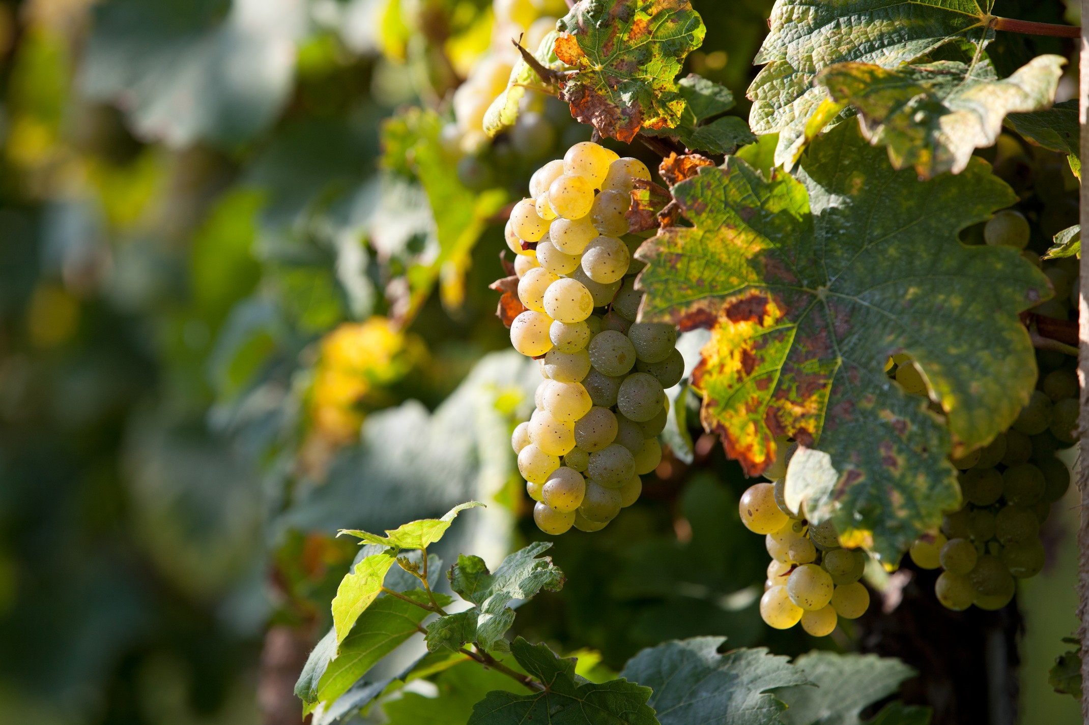 Kompleksowe wyposażenie winiarni Kompleksowe wyposażenie winiarni