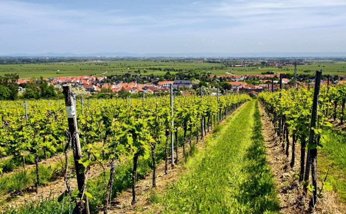 Winiarnie z naszym sprzętem Winiarnie z naszym sprzętem